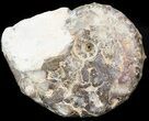 Mammites Ammonite - Goulmima, Morocco #44643-1